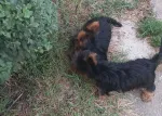Slika 1
