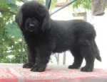 Slika 1