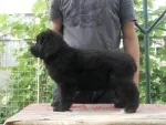 Slika 4