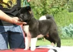 Slika 3