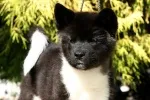 Slika 4