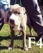Slika 4