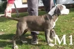 Slika 5