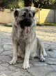 Slika 1