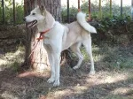 Slika 3