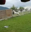 Slika 1