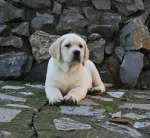 Slika 1