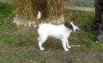 Slika 4
