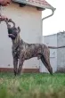 Slika 6