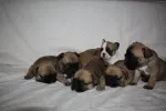 Slika 4