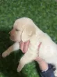Slika 1