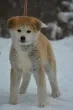Slika 4