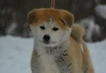 Slika 5
