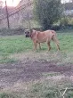 Slika 1