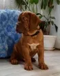 Slika 1