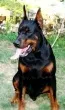 Slika 3