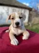 Slika 3