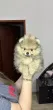 Slika 5