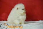Slika 1