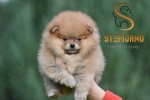 Slika 4