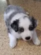 Slika 6