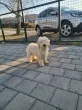 Slika 4