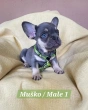Slika 1