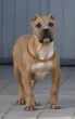 Slika 1