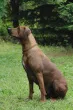 Slika 1