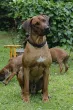 Slika 3