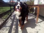 Slika 6