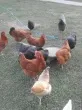 Slika 1