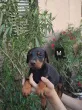Slika 4