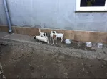 Slika 6