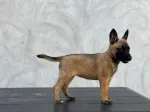 Slika 1