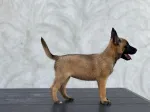 Slika 4