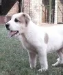 Slika 1