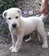 Slika 4