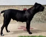 Slika 1