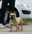 Slika 1