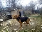 Slika 1