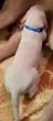Slika 5