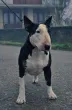 Slika 6