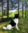 Slika 4