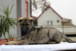 Slika 4