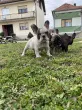Slika 4