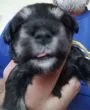 Slika 1
