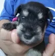 Slika 6