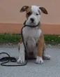 Slika 1