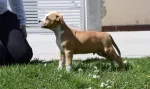 Slika 3